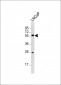 Sestrin-3 Antibody (Center Y335)